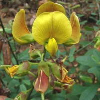 Crotalaria retusa L.